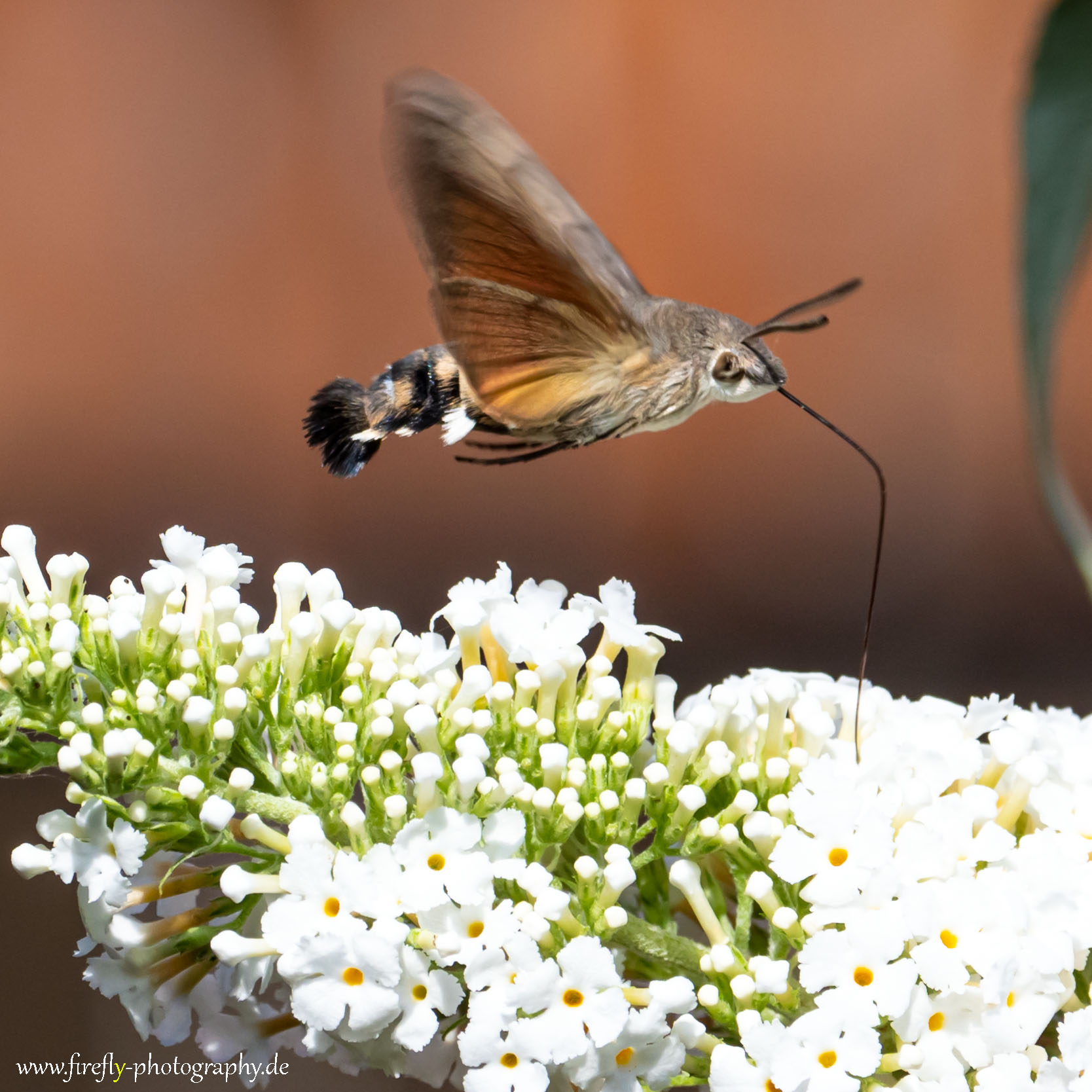 Taubenschwanzschwärmer